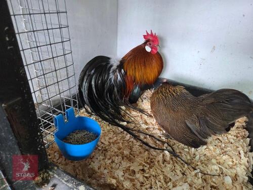 PAIR OF PUREBRED OHIKI BANTAMS - BIDS PER LIFE