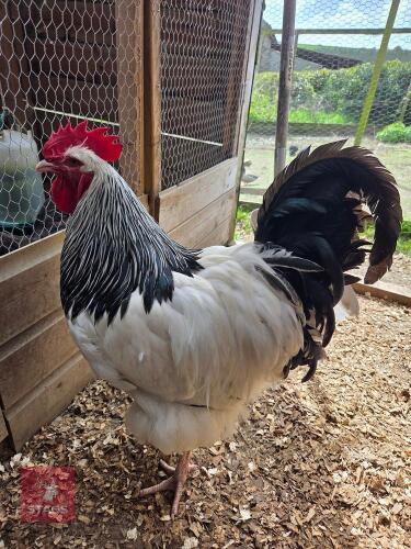 TRIO OF PUREBRED LARGE LIGHT SUSSEX - BIDS PER LIFE