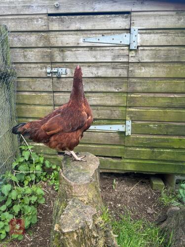 2 X RHODE ISLAND RED BANTAM HENS - BIDS PER LIFE