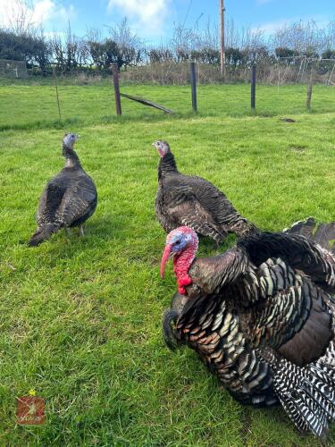 TRIO OF BRONZE TURKEYS - BIDS PER LIFE