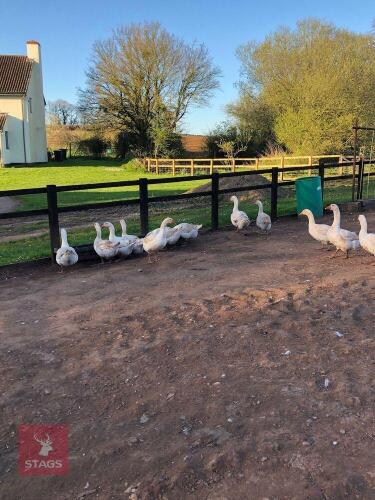 18 EMBDEN X TOULOUSE GEESE - BIDS FOR THE GROUP