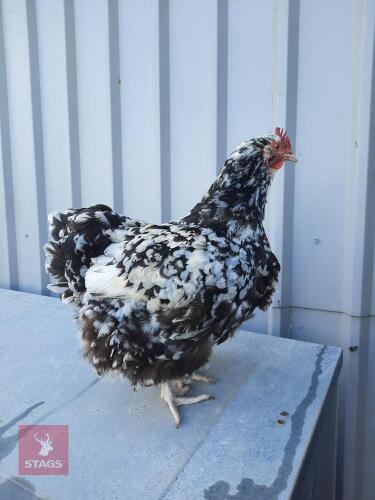 CHOCOLATE MOTTLED ORPINGTON HEN