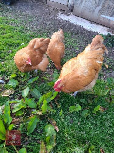 BREEDING TRIO OF BUFF ORPINGTON CHICKENS - BIDS PER LIFE