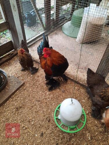 PAIR OF GOLD PARTRIDGE BRAHAMA BANTAMS - BIDS PER LIFE