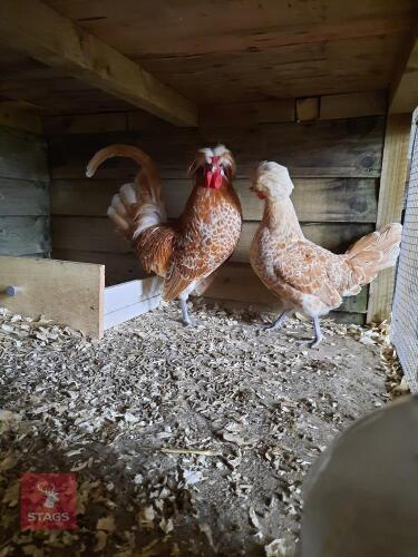 BREEDING PAIR OF CHAMOIS POLISH BANTAMS - BIDS PER LIFE