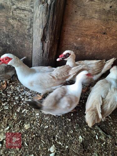 2 BREEDING PAIRS OF MUSCOVEY DUCKS - BIDS PER LIFE