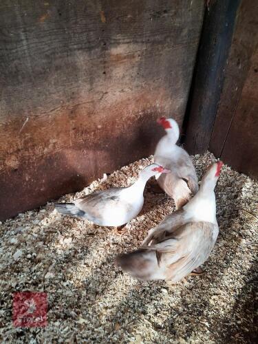 BREEDING PAIR OF MUSCOVEY DUCKS - BIDS PER LIFE