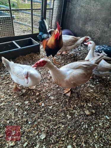 BREEDING PAIR OF MUSCOVEY DUCKS - BIDS PER LIFE