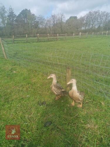 PAIR OF SILVER APPLEYARD DUCKS - BIDS PER LIFE