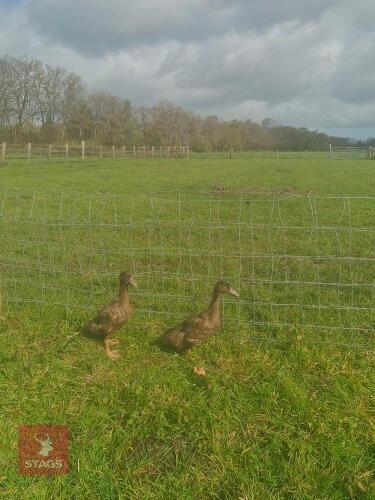 PAIR OF KHAKI CAMPBELL DUCKS - BIDS PER LIFE