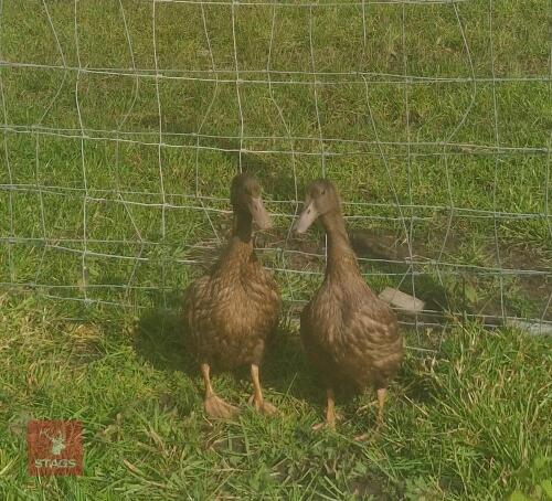 PAIR OF KHAKI CAMPBELL DUCKS - BIDS PER LIFE