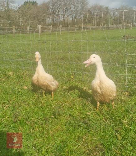 PAIR OF CHERRY VALLEY DUCKS - BIDS PER LIFE