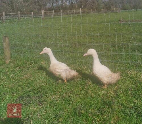 PAIR OF CHERRY VALLEY DUCKS - BIDS PER LIFE