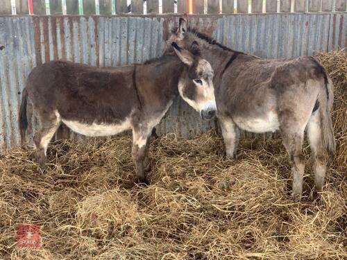 2 X 13YO JENNY DONKEYS - BIDS PER LIFE