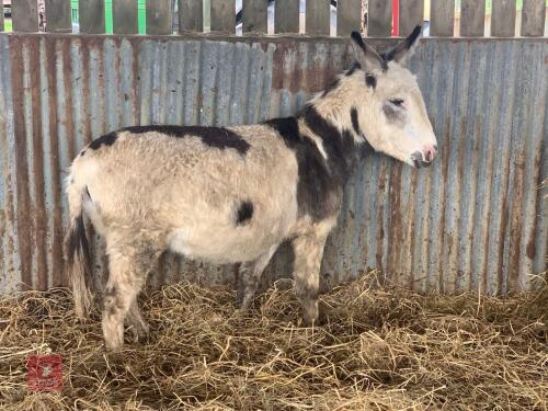 14YO JENNY DONKEY