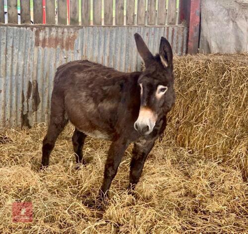 15YO JENNY DONKEY