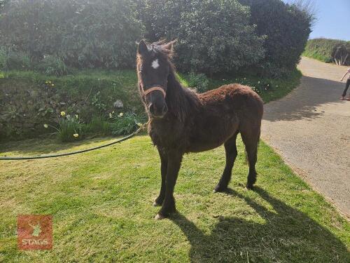 1YO DARTMOOR HILL 11HH FILLY