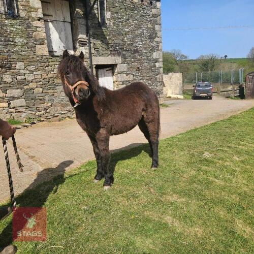 1YO DARTMOOR HILL 11HH FILLY