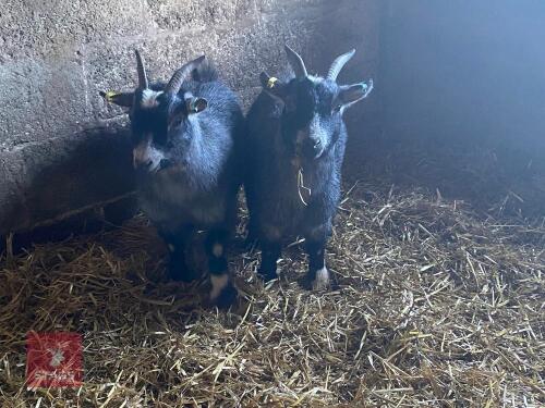 2 X 2T PYGMY WETHERS - BIDS PER LIFE
