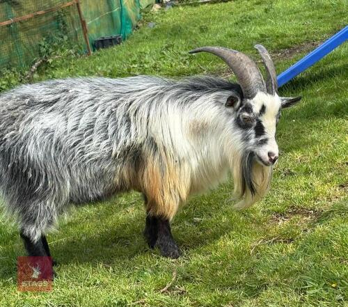 3YO PYGMY BILLY GOAT