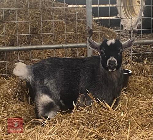 4MO PYGMY BILLY GOAT