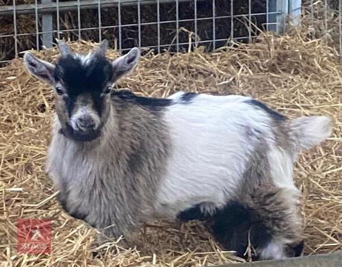 4MO PYGMY BILLY GOAT