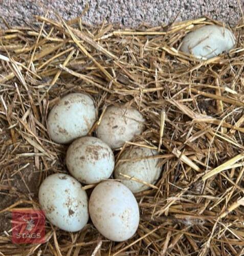 6 MALLARD X CALL DUCK HATCHING EGGS - BIDS FOR THE GROUP