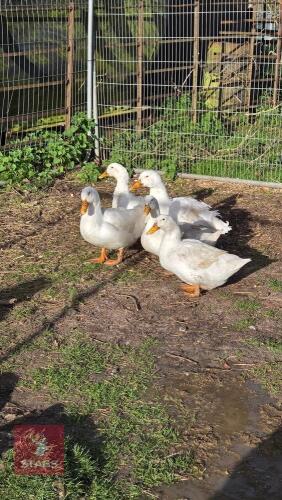 PAIR OF AYLESBURY DUCKS - BIDS PER LIFE