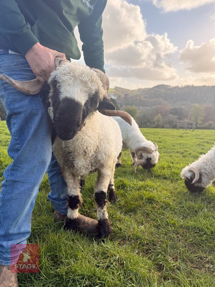 PEDIGREE VALAIS BLACKNOSE RAM LAMB