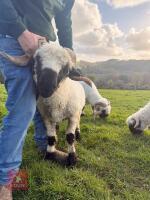 PEDIGREE VALAIS BLACKNOSE RAM LAMB
