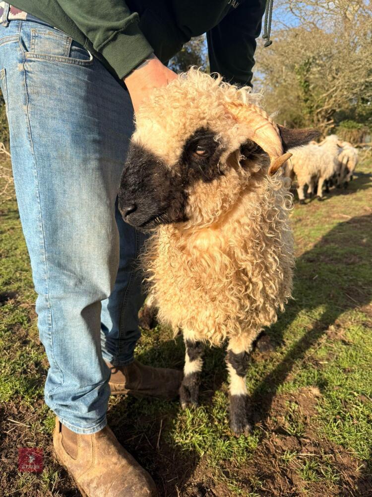 PEDIGREE VALAIS BLACKNOSE EWE HOGG