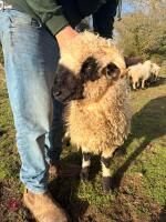 PEDIGREE VALAIS BLACKNOSE EWE HOGG