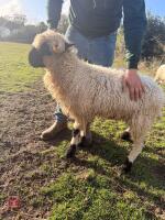 PEDIGREE VALAIS BLACKNOSE EWE HOGG - 2