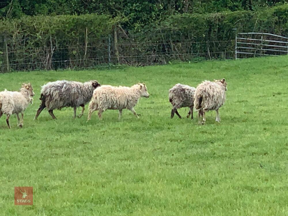 5 BORERAY EWE HOGGS - BIDS PER LIFE