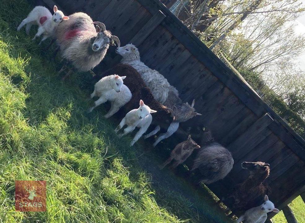 7 BORERAY X EWES WITH 7 LAMBS AT FOOT - BIDS PER LIFE