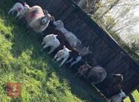 7 BORERAY X EWES WITH 7 LAMBS AT FOOT - BIDS PER LIFE