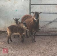 6T SOAY EWE WITH 2 LAMBS AT FOOT - BIDS PER LIFE