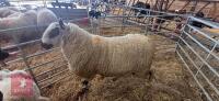 5YO KERRY HILL BREEDING RAM