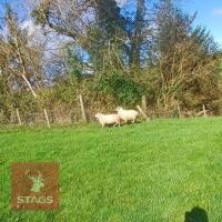 5YO KERRY HILL BREEDING RAM - 2