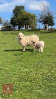 VALAIS X SHEARLING EWE WITH WETHER LAMB AT FOOT - BIDS FOR THE GROUP