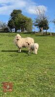 VALAIS X SHEARLING EWE WITH WETHER LAMB AT FOOT - BIDS FOR THE GROUP - 2