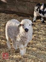 VALAIS BLACK NOSE EWE LAMB