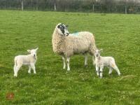 MULE 6T EWE & 2 TEXEL LAMBS AT FOOT - BIDS PER LIFE - 8