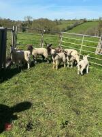 11 BADGER MULE EWE HOGGS & 11 LAMBS - BIDS PER LIFE - 2
