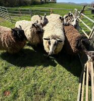 11 BADGER MULE EWE HOGGS & 11 LAMBS - BIDS PER LIFE - 3