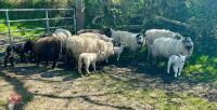11 BADGER MULE EWE HOGGS & 11 LAMBS - BIDS PER LIFE - 4