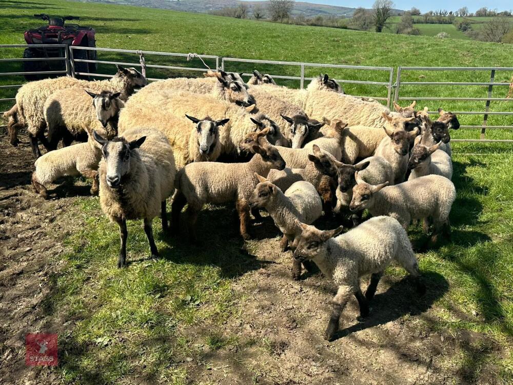12 BADGER MULE FM EWES & 24 LAMBS - BIDS PER LIFE