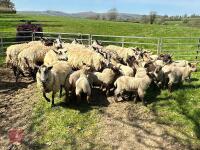 12 BADGER MULE FM EWES & 24 LAMBS - BIDS PER LIFE - 2