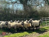 12 BADGER MULE FM EWES & 24 LAMBS - BIDS PER LIFE - 3