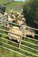 12 BADGER MULE FM EWES & 24 LAMBS - BIDS PER LIFE - 4